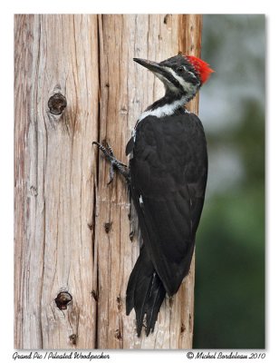 Grand Pic  Pileated Woodpecker
