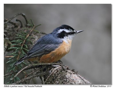 Sittelle  poitrine rousse <br> Red-breasted Nuthatch