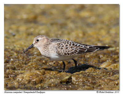 Bcasseau semipalm  Semipalmated sandpiper
