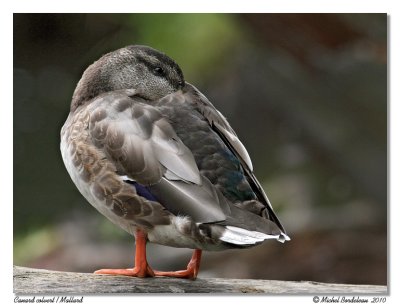 Canard colvert  Mallard