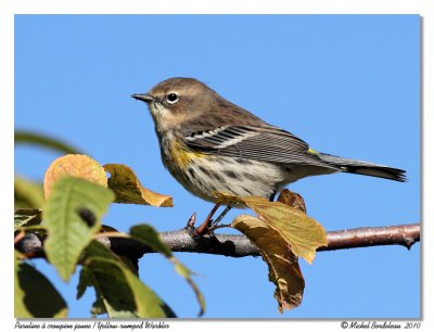 Paruline  croupion jaune <br/> Yellow-rumped Warbler