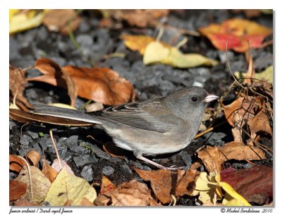 Junco ardois  Dark-eyed Junco