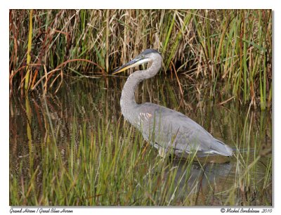 Grand Hron  Great Blue Heron