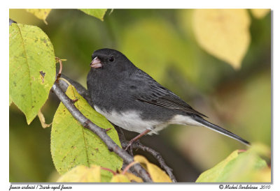 Junco ardois  Dark-eyed Junco