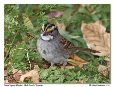 Bruant  gorge blanche <br> White-throated Sparrow