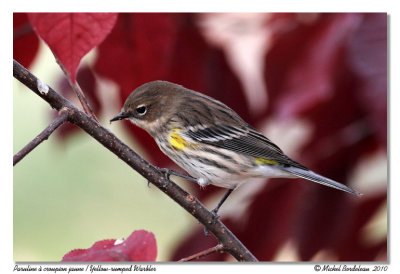 Paruline  croupion jaune <br/> Yellow-rumped Warbler