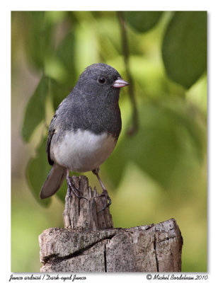 Junco ardois  Dark eyed junco