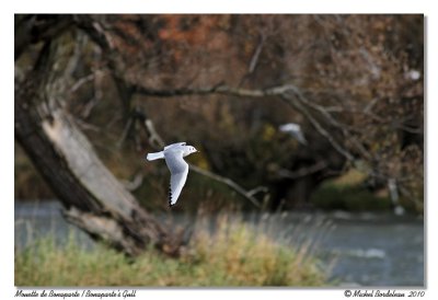 Mouette de Bonaparte  Bonaparte's Gull