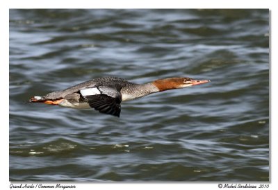 Grand Harle  Common Merganser