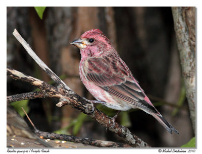 Roselin pourpr <br> Purple Finch