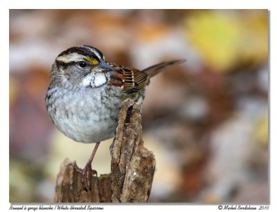 Bruant  gorge blanche  White-throated Sparrow