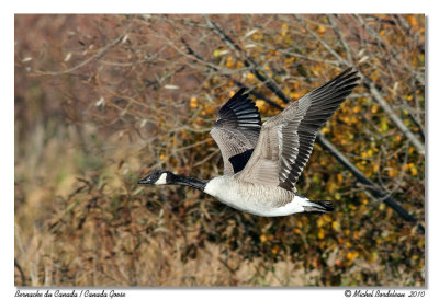 Bernache du Canada  Canada Goose