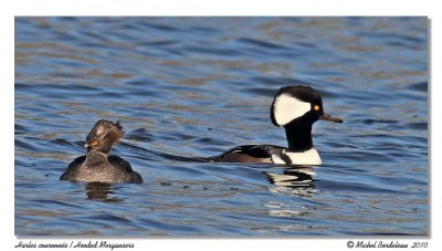 Harles couronns  Hooded Mergansers