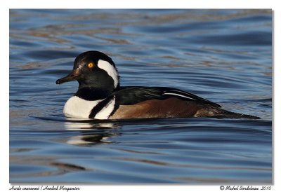 Harle couronn  Hooded Merganser