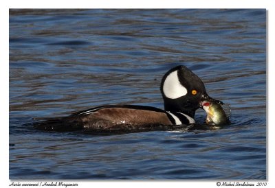 Harle couronn  Hooded Merganser