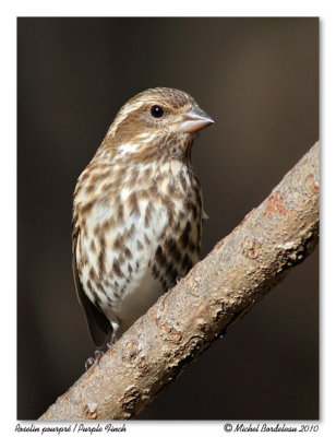 Roselin pourpr  Purple Finch