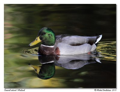 Canard colvert  Mallard