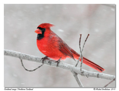 Cardinal rouge  Northern Cardinal