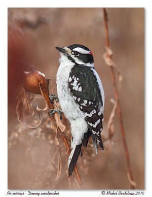 Pic mineur <br/> Downy Woodpecker
