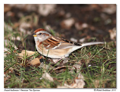 Bruant hudsonien  American Tree Sparrow
