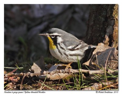 Paruline à gorge jaune Yellow-throated Warbler