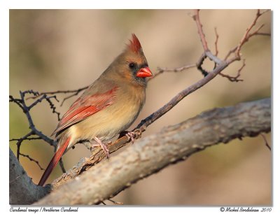 Cardinal rouge  Northern Cardinal