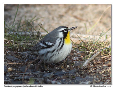 Paruline  gorge jaune  Yellow-throated Warbler