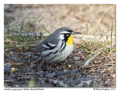 Paruline  gorge jaune  Yellow-throated Warbler