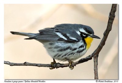 Paruline  gorge jaune  Yellow-throated Warbler