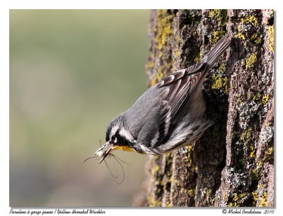 Paruline  gorge jaune  Yellow-throated Warbler