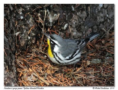 Paruline  gorge jaune  Yellow-throated Warbler