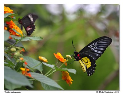 troides rhadamantus-IMG_3284.jpg