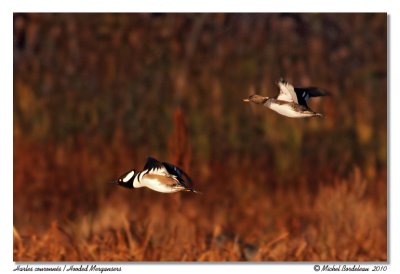 Harles couronns  Hooded Mergansers