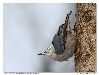 Sittelle  poitrine blanche  White-breasted Nuthatch