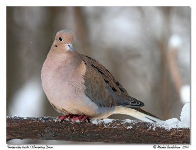 Tourterelle triste  Mourning Dove