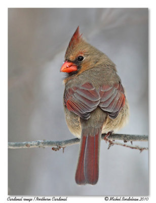 Cardinal rouge  Northern Cardinal