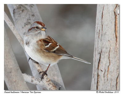 Bruant hudsonien <br/> American Tree Sparrow