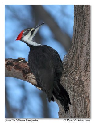 Grand Pic Pileated Woodpecker
