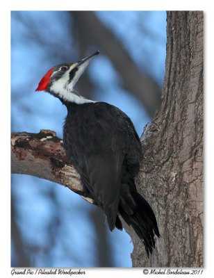 Grand Pic  Pileated Woodpecker