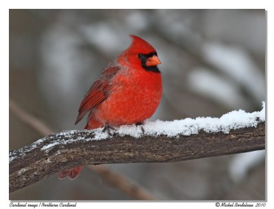 Cardinal rouge  Northern Cardinal