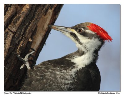 Grand Pic Pileated Woodpecker