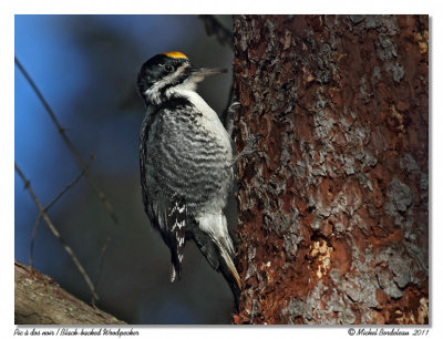 Pic  dos noir  Black-backed Woodpecker
