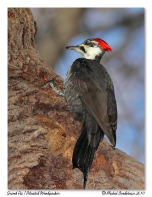 Grand Pic  Pileated Woodpecker