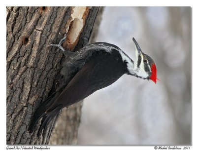 Grand Pic  Pileated Woodpecker