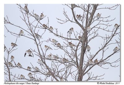 Plectrophanes des neiges  Snow Buntings