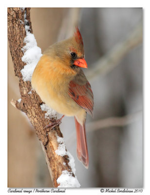 Cardinal rouge  Northern cardinal