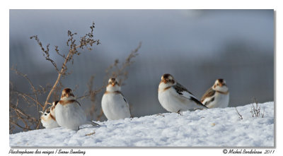 Plectrophanes des neiges  Snow Buntings