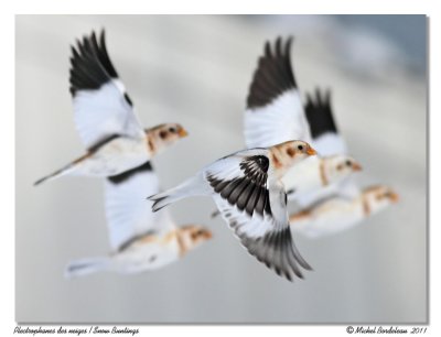 Plectrophanes des neiges  Snow Buntings