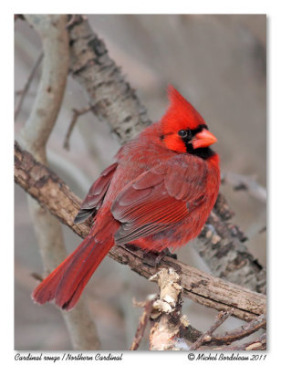 Cardinal rouge <br> Northern Cardinal