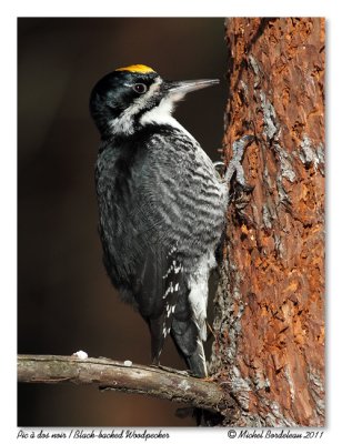 Pic  dos noir - Black-backed Woodpecker